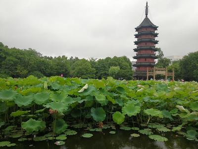 湖州游,一天帶你賞完湖州市區(qū)_府廟