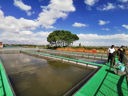 你吃過 跑道 游來的鱸魚嗎 湖州菱湖為它成功認(rèn)證全國名特優(yōu)新產(chǎn)品
